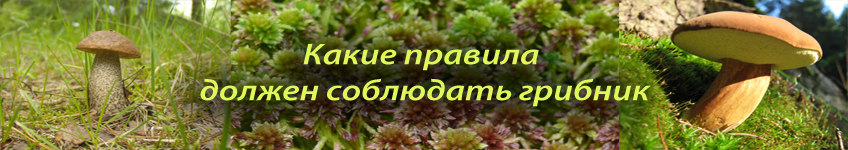 Какие правила должен соблюдать грибник